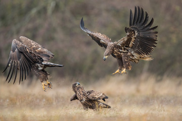 Birds of prey - white-tailed eagle in flight (Haliaeetus albicilla)