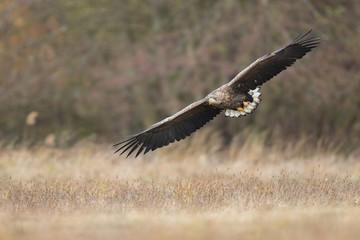 Birds of prey - white-tailed eagle in flight (Haliaeetus albicilla)