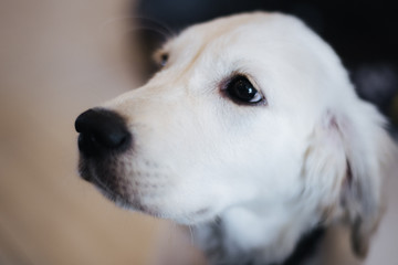 portrait of a dog