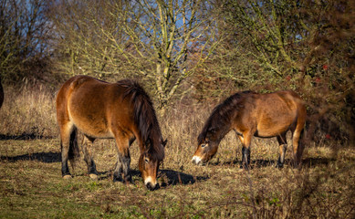Two wild horses, exmoor pony grazing in Masovice, Podyji, Czech Republic 