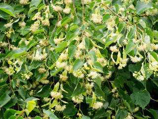 Ukwiecone gałęzie lipy drobnolistnej(Tilia cordata Mill.) w czerwcu © JDziedzic
