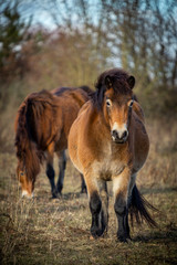 Obraz premium Portrait of cute wild horse, exmoor pony grazing in Masovice, Podyji, Czech Republic 