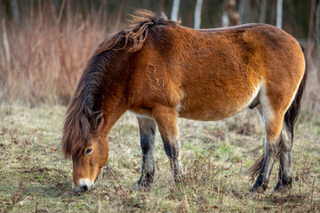 Wild horse, exmoor pony grazing in Masovice, Podyji, Czech Republic 