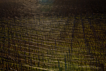 Fototapeta premium Shine repeating lines of vineyard near Hnanice, Moravia, Czech Republic 