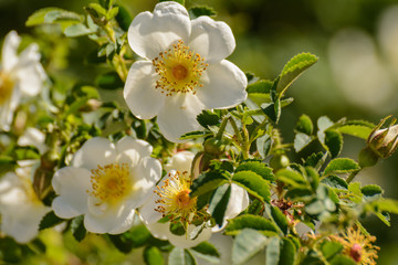 Heckenrosen Blüten weiß