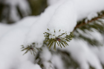 white snow lies on the pine branches