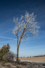 frosty tree branches