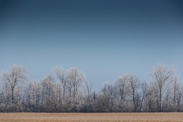 Obraz na płótnie Canvas frozen forest meadow