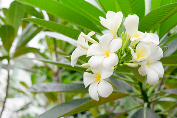 Fototapeta na wymiar THAILAND white and yellow Plumeria flowers on it's tree in the park or garden, the symbol of Thai spa, see in the morning sunshine day.