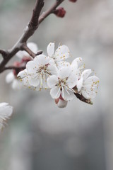 cherry tree blossom