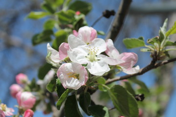Obraz na płótnie Canvas blooming apple tree
