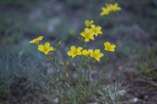 beautiful wild yellow flower called linum flavum also called as Dwarf Golden Flax