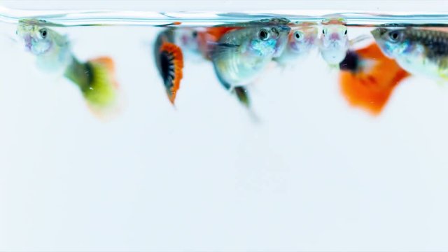Group of attractive colorful guppy swimming, close up footage.