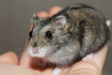 Fototapeta na wymiar hamster