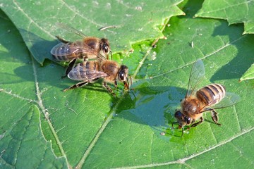 Bees drinking dew on green leaves, closeup 