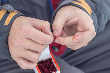 the fisherman places a red worm as a bait on a fishing hook
