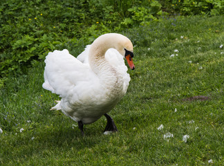 white Swan on green grass background