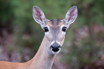 Texas white-tailed deer doe