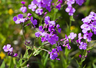 flowers, Hesperis or matron's Vechernitsa (night violet)