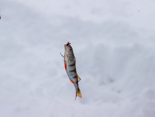 small fresh fish lying on ice