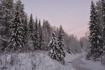 Obraz premium Northern forest