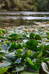 close up of lily pads on a lake