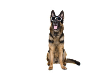 Funny German shepherd wearing glamorous leopard print sunglasses (isolated on white, copy space on the left for your text)