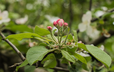 Obraz na płótnie Canvas Apple blossoms on a background of green listvy