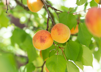 frische Marillen am Baum