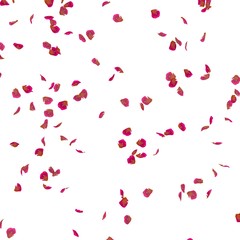 Fototapeta na wymiar Rose petals fly in the air