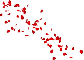 The petals of a red rose fly far into the distance