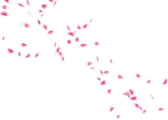 The petals of a tulip fly far into the distance