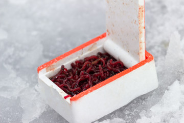 red worms for fishing in a white box