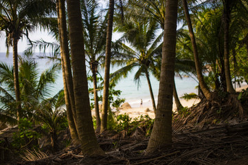 (selective focus) Beautiful panorama full of green palm trees and a spectacular sea in the background, Phuket, Thailand.