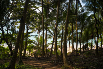 (selective focus) Beautiful panorama full of green palm trees and a spectacular sea in the background, Phuket, Thailand.