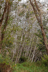 tall birch trees behind overgrown forest foliage