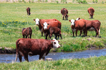 Cattle in the green meadow and a small canal flows pass farm.