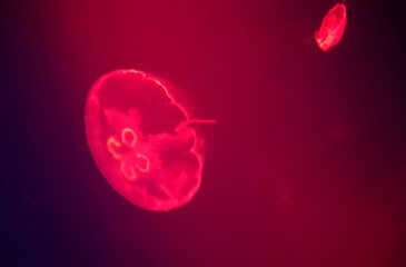 Medusas en acuario con luz artificial