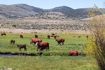 Cattle in the green meadow and a small canal flows pass farm with mountains  background behind the farm.