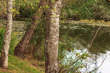 Fototapeta premium birch tree trunk centered in frame in a park