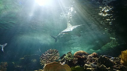 Tiburón y corales marinos