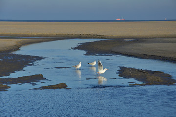 Mewy nad piaszczystą plażą podczas odpływu. © W Korczewski