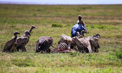 vultures in feeding frenzy