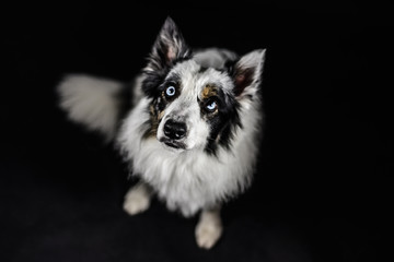 border collie