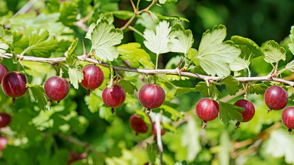 Obraz premium Rote Stachelbeeren am Strauch