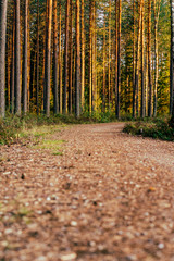 View of the Forest Road, heading deeper in the Woods