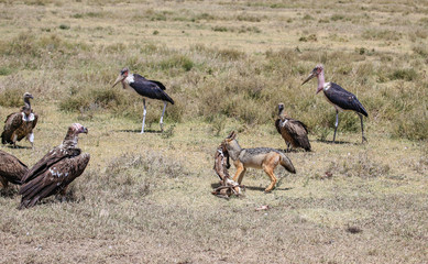 Obraz na płótnie Canvas African wild dog with kill surrounded by vultures