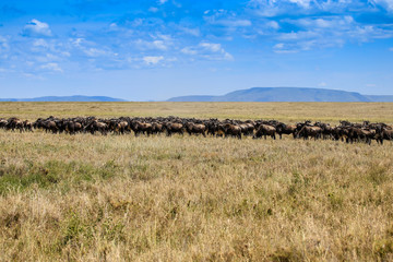 Fototapeta na wymiar migrating wildebeest in field with mountain in background