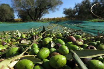 Raccolte delle olive