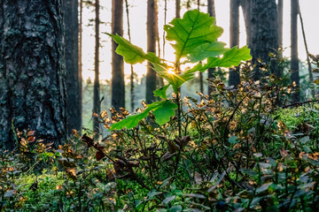 Closeup of Forest Vegetation with Grass and Foliage